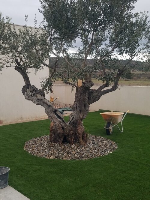 forfait-entretien-jardin